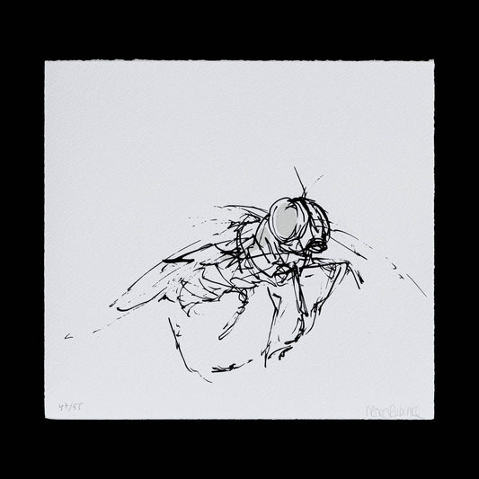 Flue nr. 7