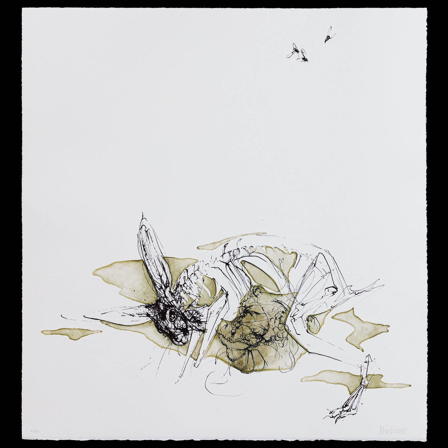 Hare nr. 1